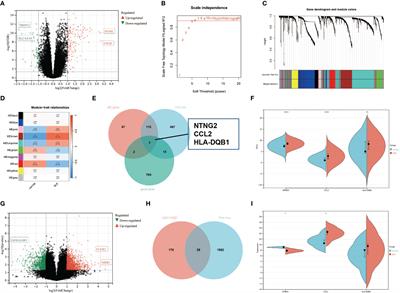 Unlocking the secrets of NPSLE: the role of dendritic cell-secreted CCL2 in blood-brain barrier disruption